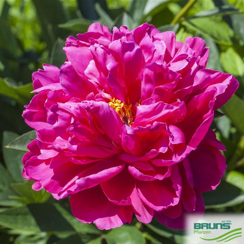 Paeonia suffruticosa Hybriden von Bruns Pflanzen