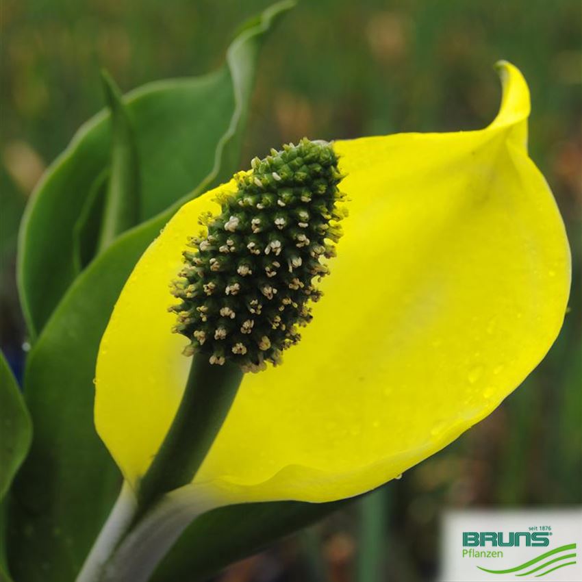 Lysichiton americanus, Amerikanische Scheincalla von Bruns Pflanzen