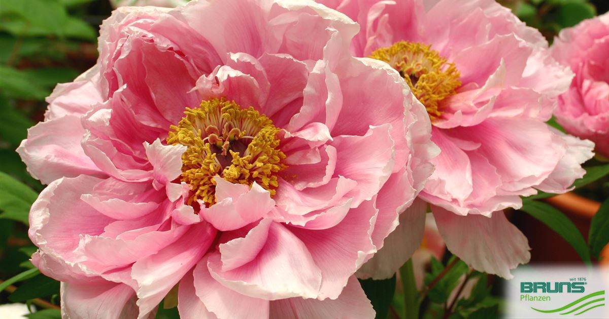 Paeonia suffruticosa ‘Hana Kisoi’ von Bruns Pflanzen