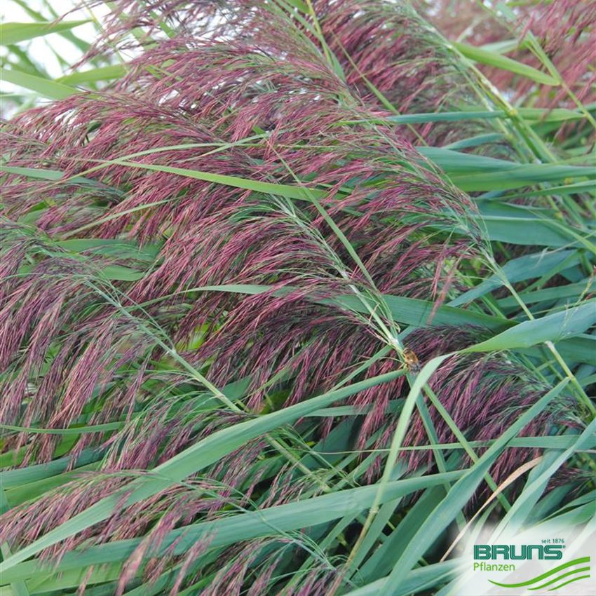 Phragmites australis von Bruns Pflanzen