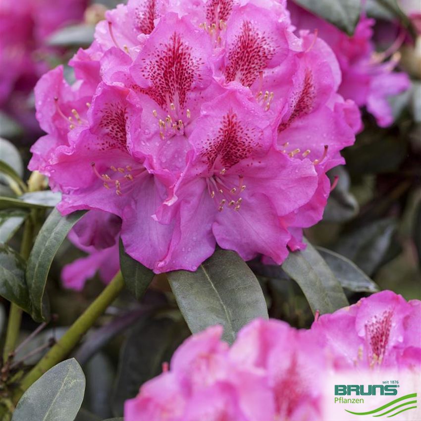 RHODODENDRON INKARHO (R) 'CONSTANZE' von Bruns Pflanzen