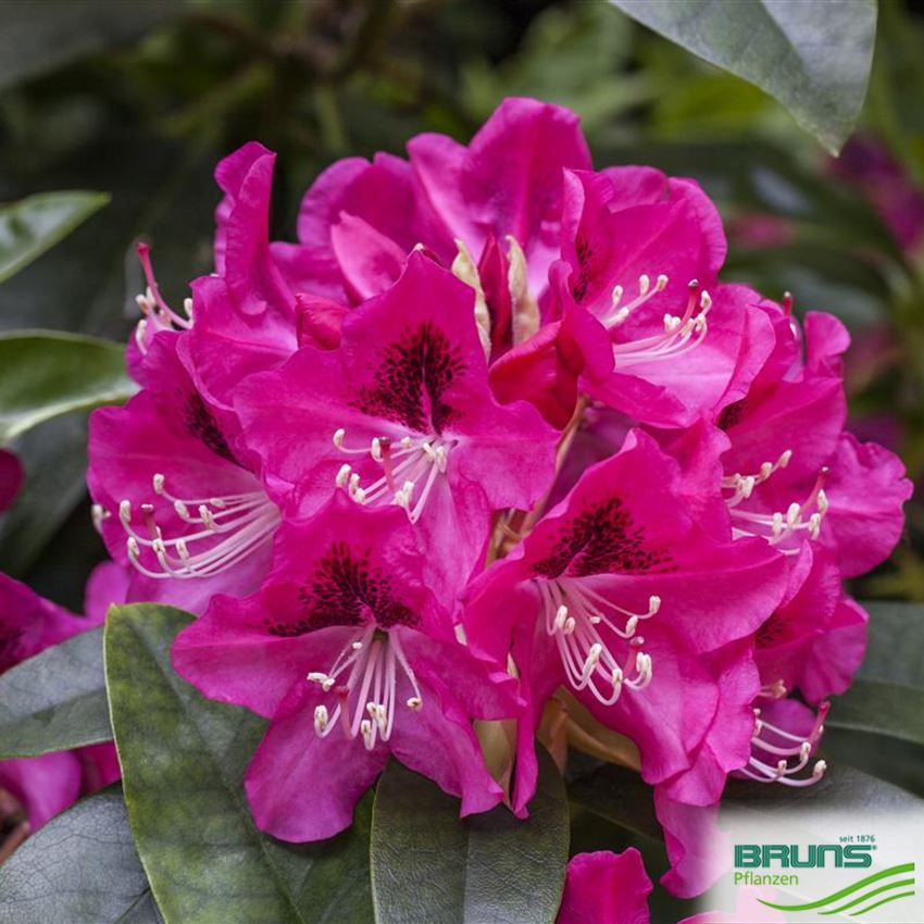 RHODODENDRON INKARHO (R) 'CONSTANZE' von Bruns Pflanzen