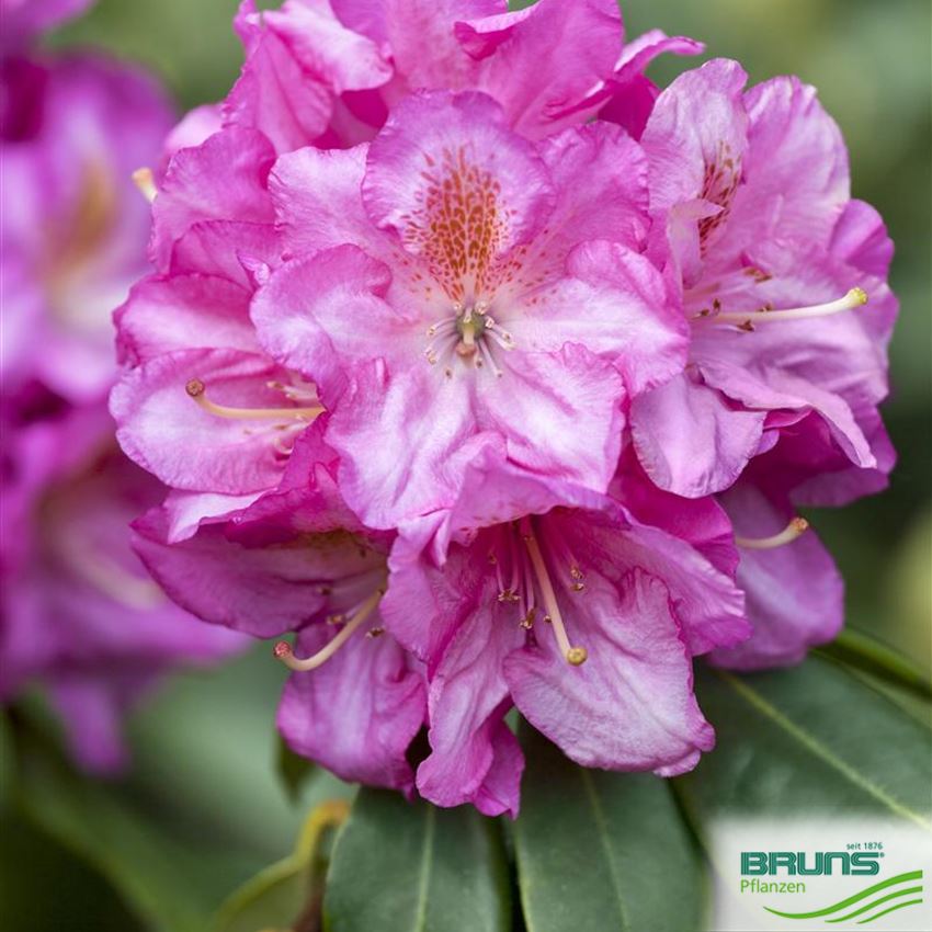 Rhododendron 'Scintillation' von Bruns Pflanzen
