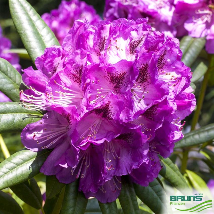 Rhododendron Inkarho (R) 'Kabarett' (R) von Bruns Pflanzen