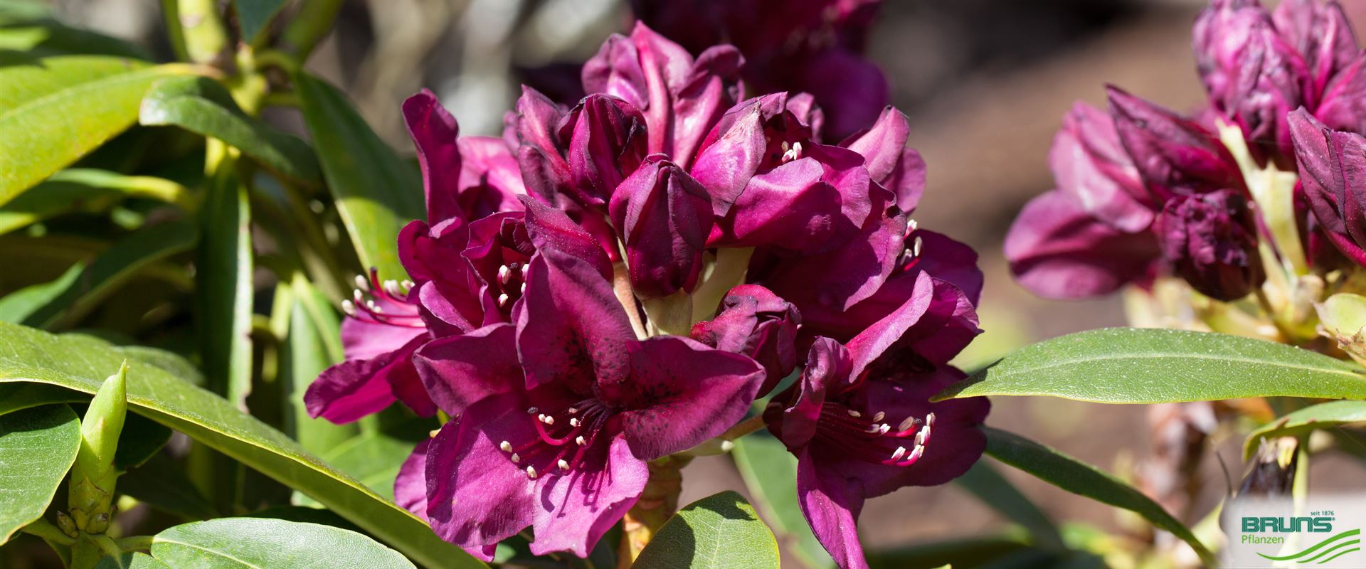 Rhododendron Inkarho (R) 'Polarnacht' von Bruns Pflanzen