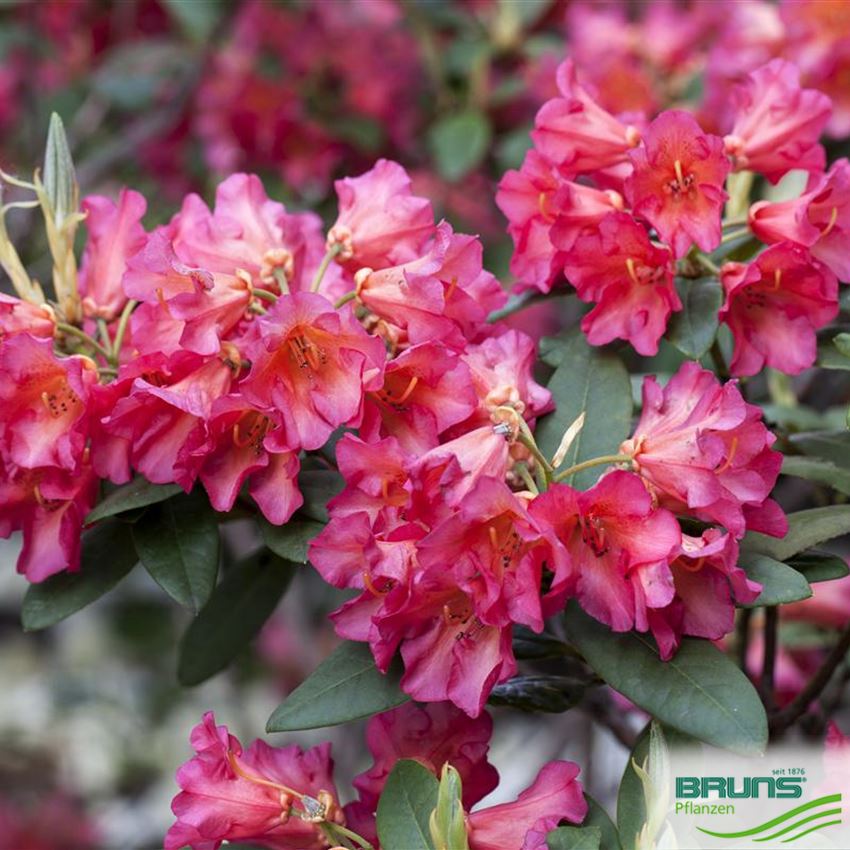 Rhododendron Inkarho (R) 'Vorwerk Abendsonne' von Bruns Pflanzen
