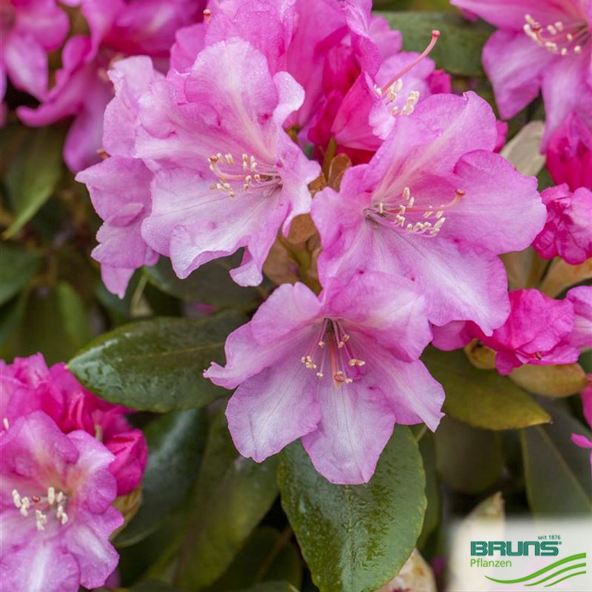 Rhododendron Inkarho (R) yakush. 'Blurettia' von Bruns Pflanzen