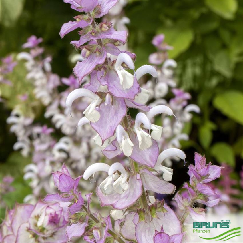 Salvia sclarea, MuskatellerSalbei von Bruns Pflanzen
