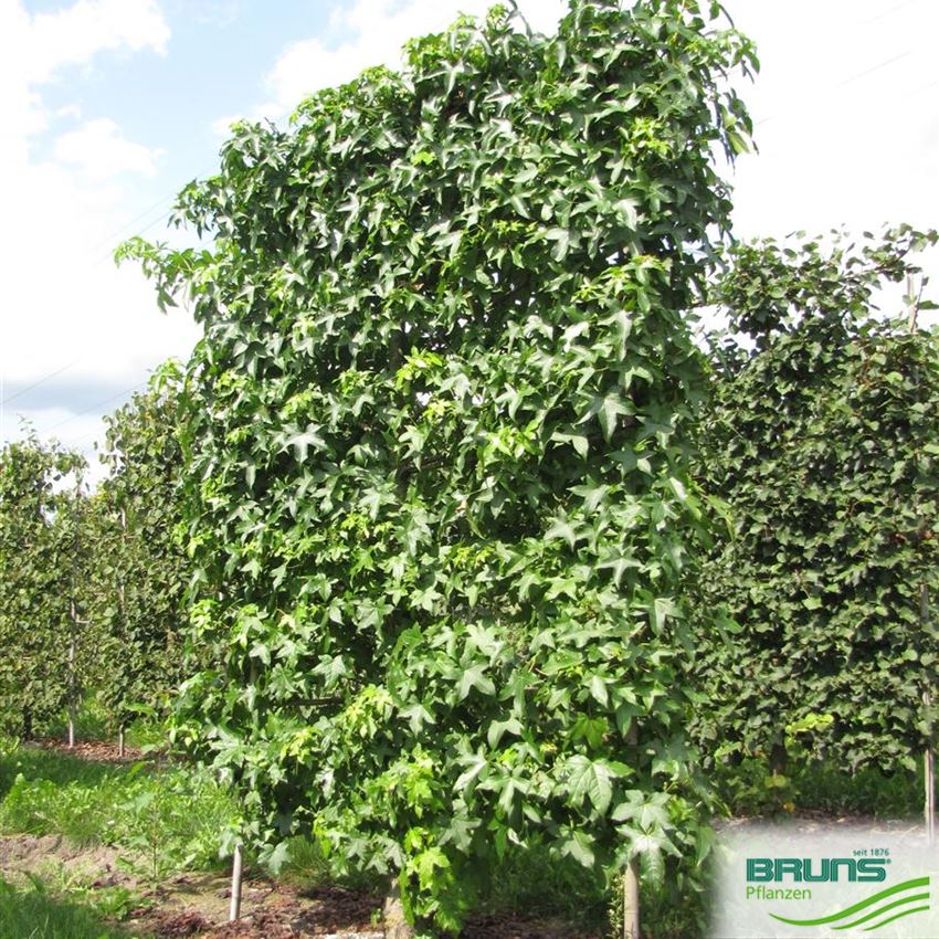 Liquidambar styraciflua, Amberbaum, American Sweetgum von Bruns Pflanzen