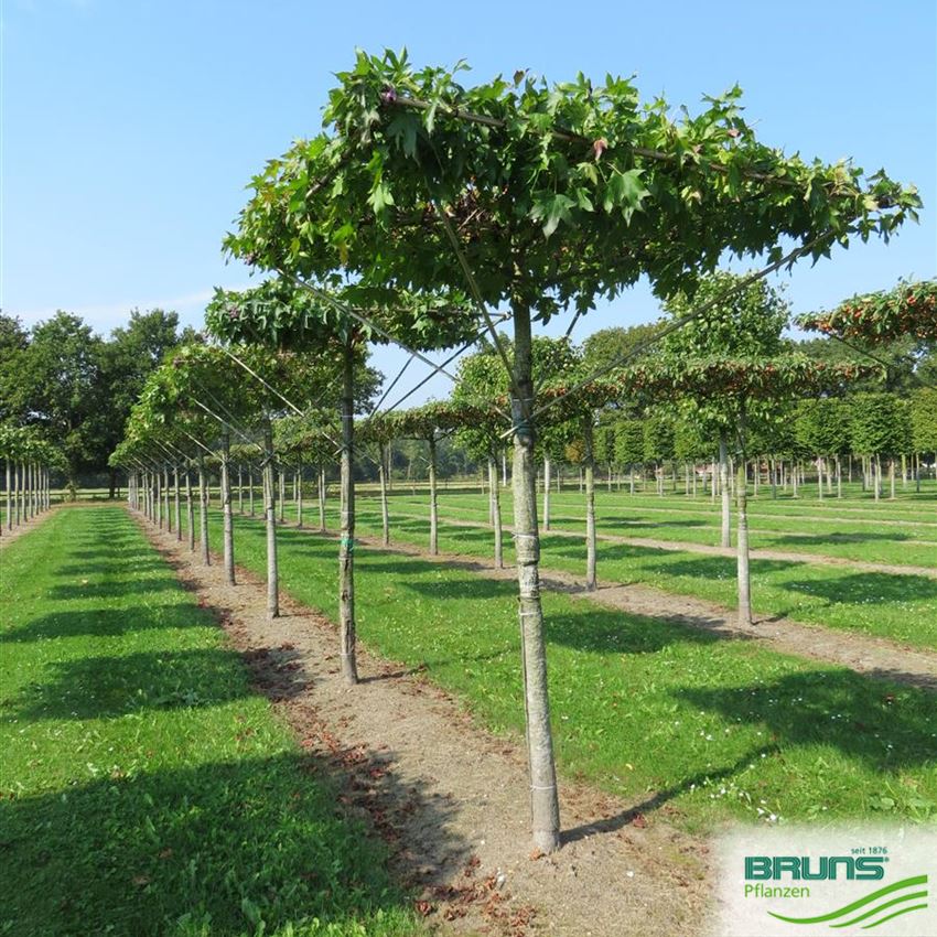 Liquidambar styraciflua, Amberbaum, American Sweetgum von Bruns Pflanzen