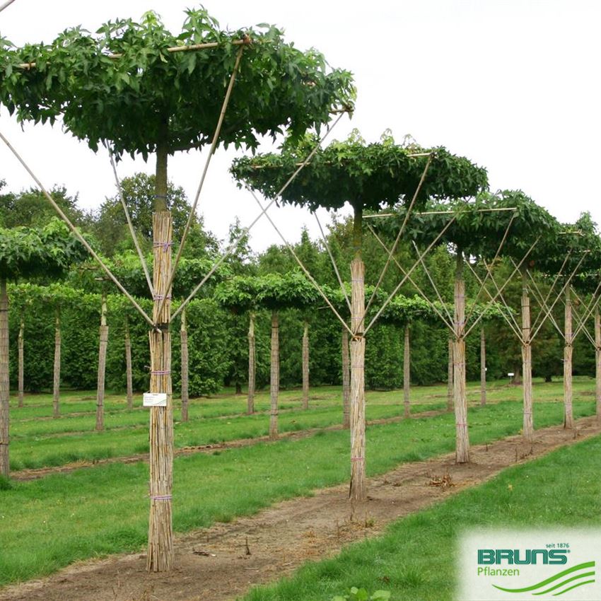 Liquidambar styraciflua, Amberbaum, American Sweetgum von Bruns Pflanzen