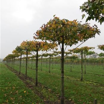 Liquidambar styraciflua, Amberbaum, American Sweetgum von Bruns Pflanzen