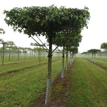 Liquidambar styraciflua, Amberbaum, American Sweetgum von Bruns Pflanzen