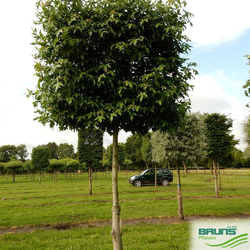 41+ Amberbaum Spalierform, Die amberbaum spalier pflege ist