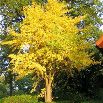 Ginkgo biloba, Ginkgobaum von Pflanzen Bruns
