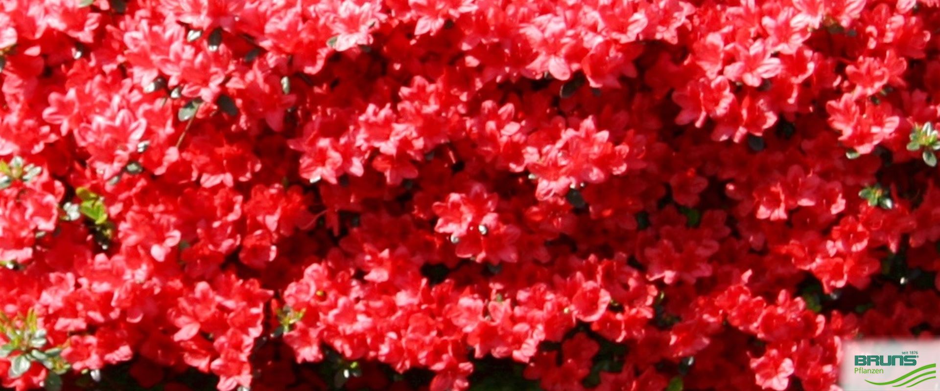 Jap Azalea Kl bl Stewartoniana Von Bruns Pflanzen jap-azalea-kl-bl-stewartoniana-von-bruns-pflanzen