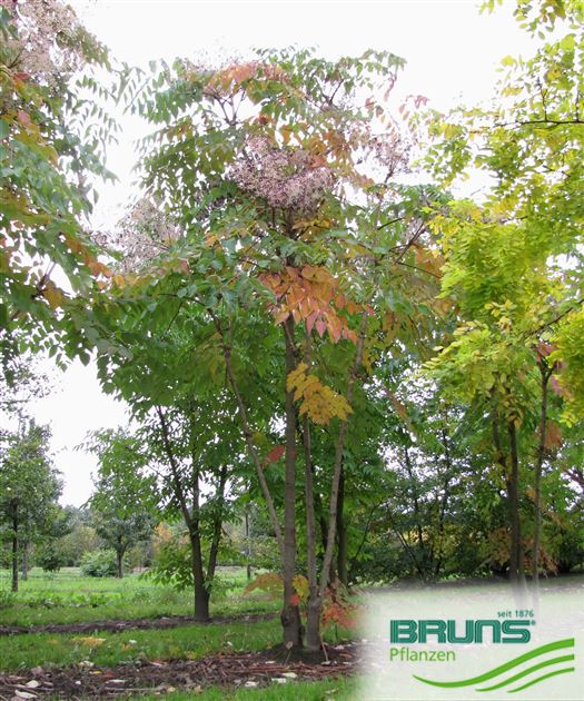 500 Gr Angélique en arbre du Japon 'Aralia elata' Japanese angelica-tree seeds 