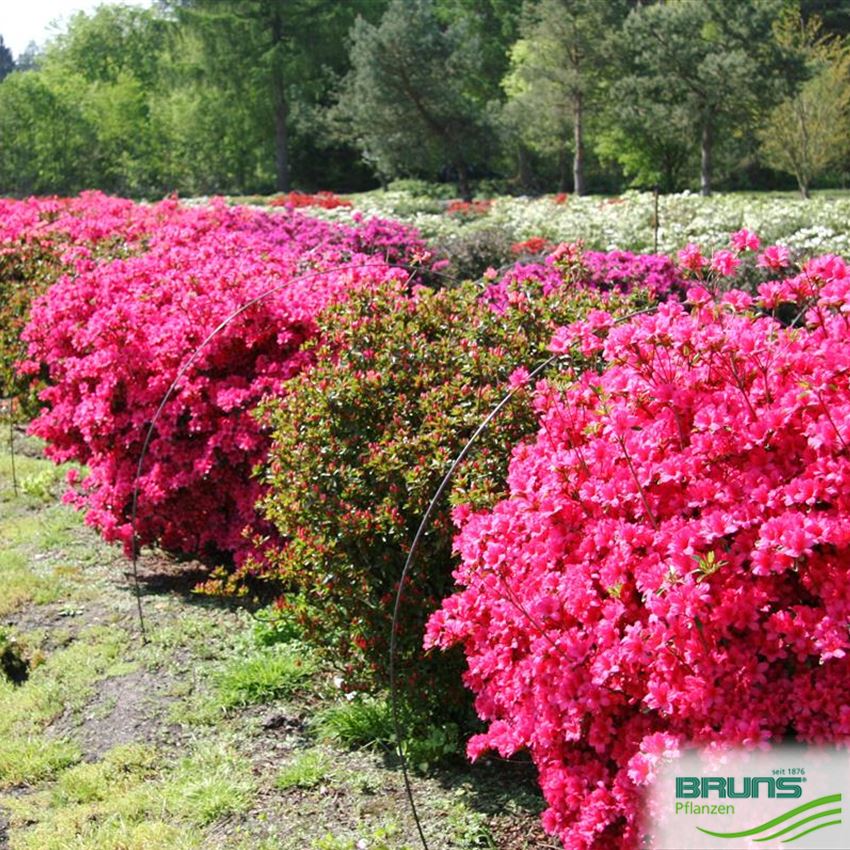 Jap. Azalea . 'Favorite' von Bruns Pflanzen