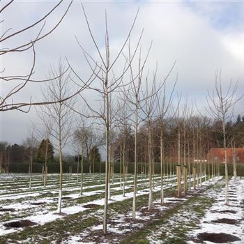 Walnussbaum 'Wunder Von Monrepos' - Juglans Regia 100-125cm Robuste Nusssorte