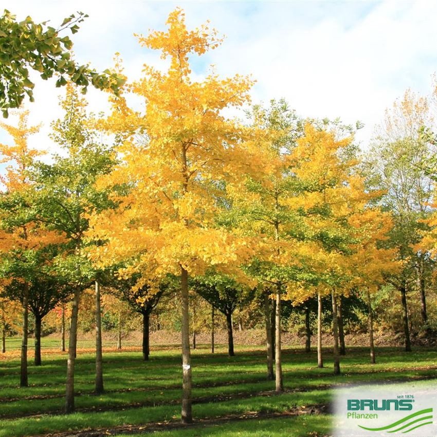 Ginkgo Baum Kaufen In Der Nahe