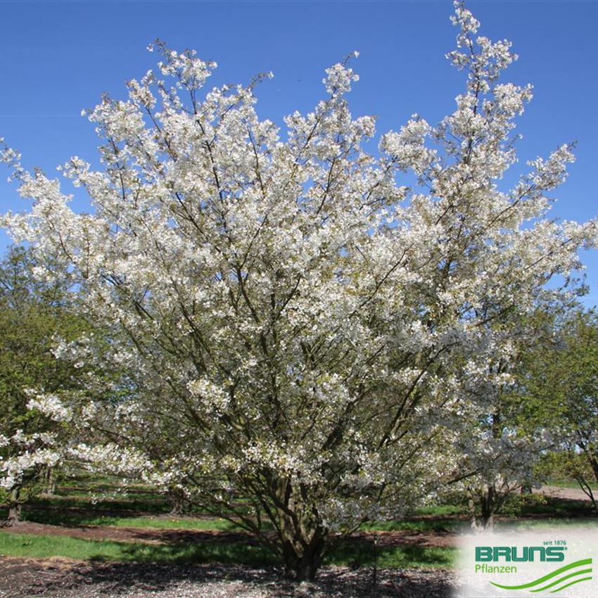 Prunus gondouinii 'Schnee' von Bruns Pflanzen