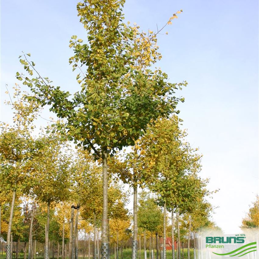 Ginkgo biloba, Ginkgobaum von Bruns Pflanzen