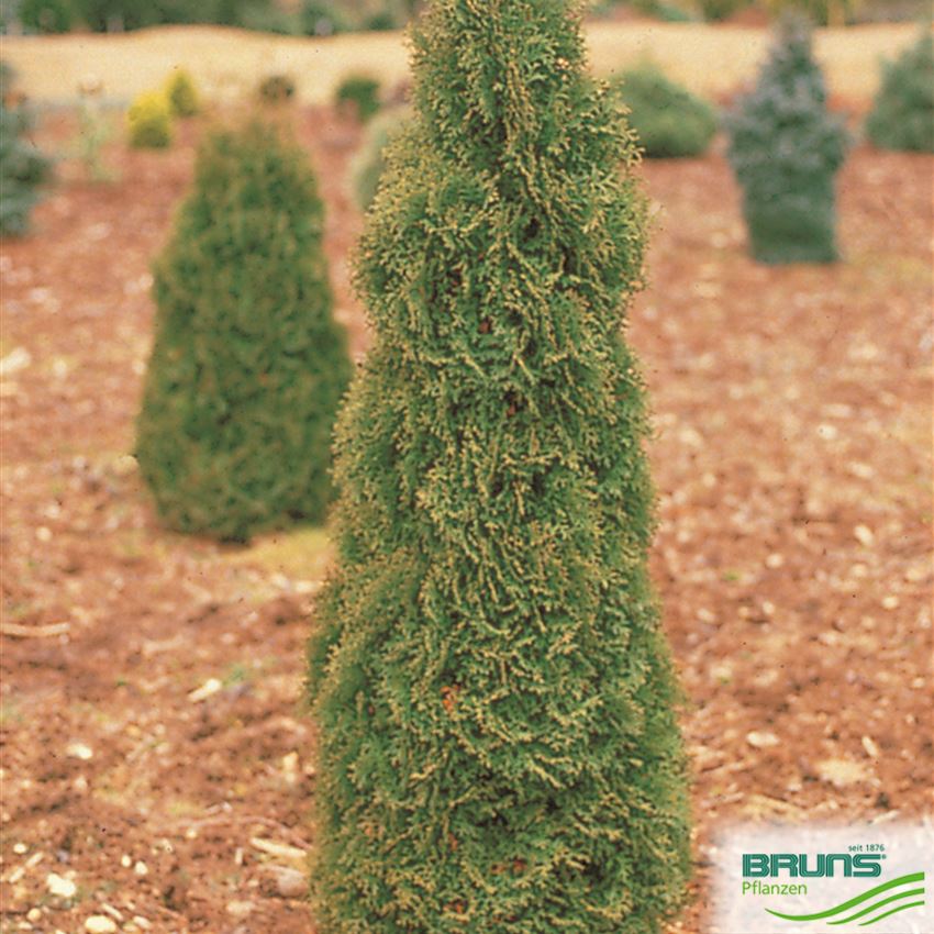 Thuja occidentalis 'Holmstrup' von Bruns Pflanzen