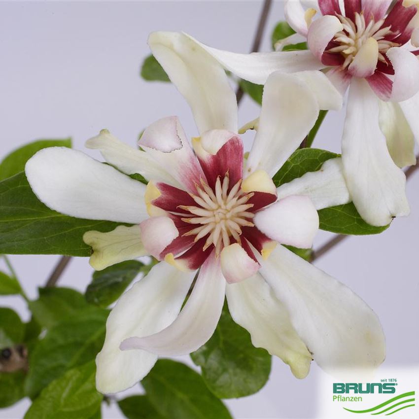 Sinocalycanthus raulstonii 'Venus' von Bruns Pflanzen