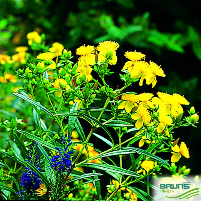 Hypericum erectum 'Gemo' von Bruns Pflanzen
