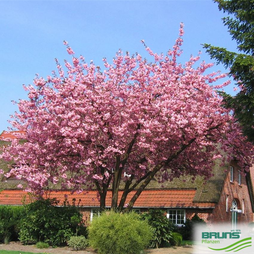 Prunus Serrulata Kanzan Von Bruns Pflanzen