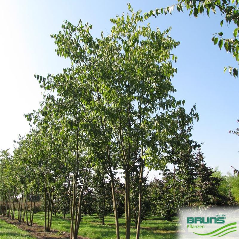 Celtis Australis S dlicher Z rgelbaum Von Bruns Pflanzen celtis-australis-s-dlicher-z-rgelbaum-von-bruns-pflanzen