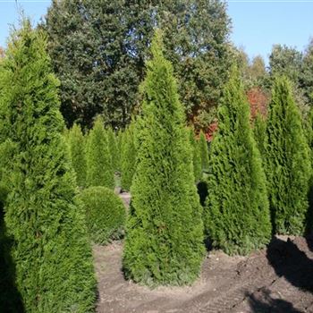 Thuja occidentalis 'Columna' von Bruns Pflanzen