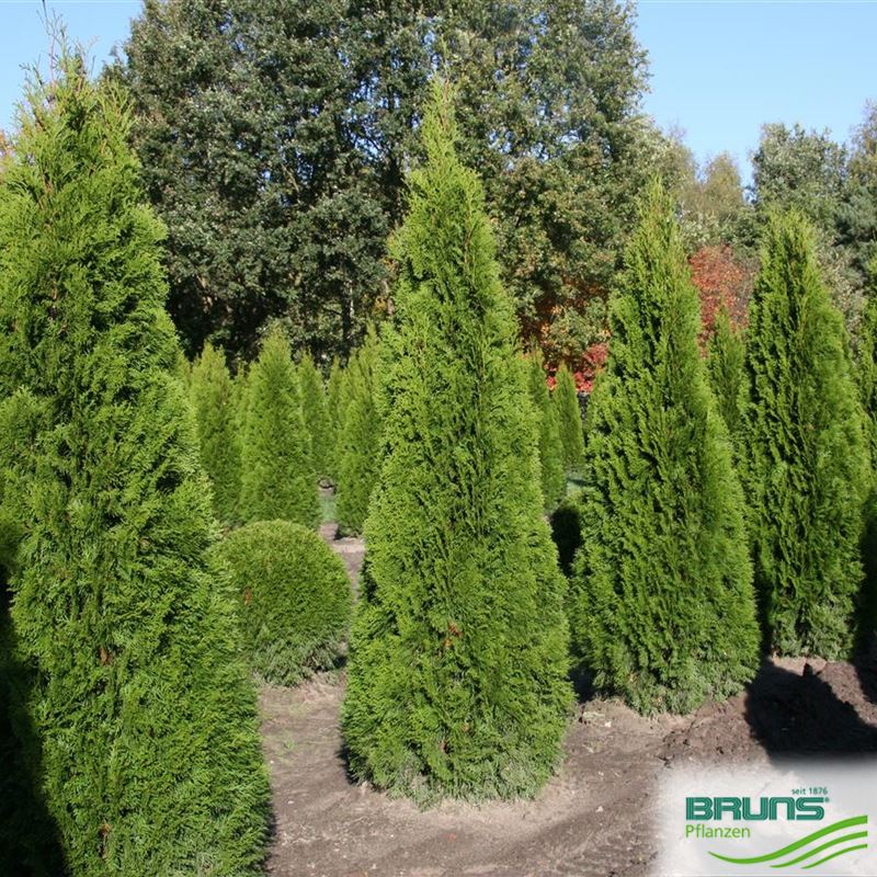 Thuja occidentalis 'Columna', SäulenLebensbaum von Bruns Pflanzen