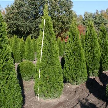 Thuja occidentalis 'Columna' von Bruns Pflanzen