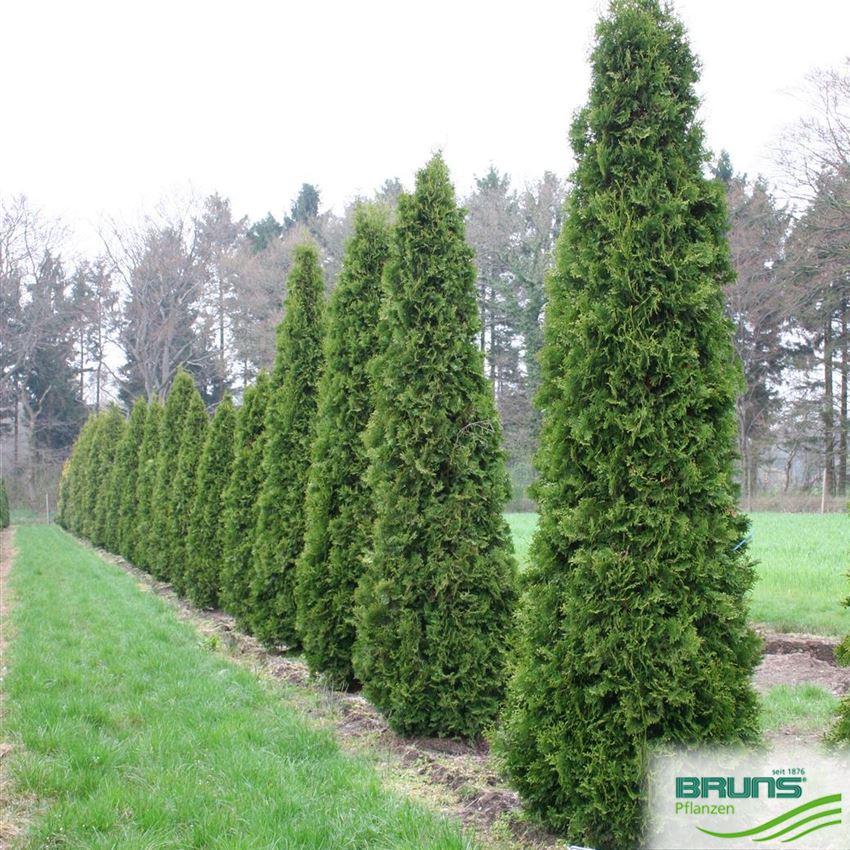 Thuja occidentalis 'Columna', SäulenLebensbaum von Bruns Pflanzen