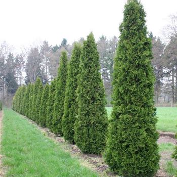 Thuja occidentalis 'Columna' von Bruns Pflanzen