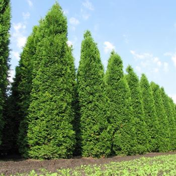 Thuja occidentalis 'Columna' von Bruns Pflanzen