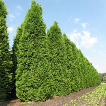 Thuja occidentalis 'Columna' von Bruns Pflanzen