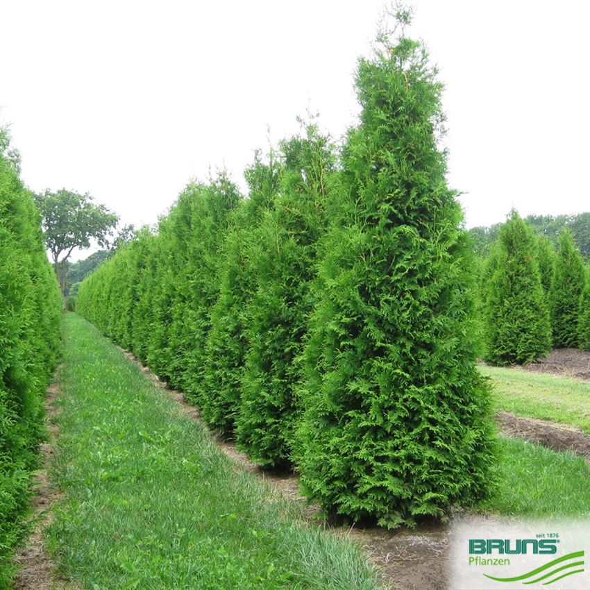 Thuja occidentalis 'Brabant' von Bruns Pflanzen