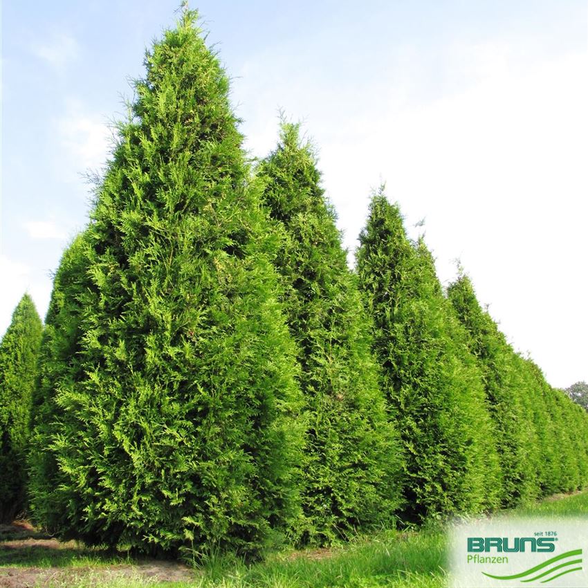54+ Thuja Brabant Pflanzen, Der pflanzabstand sollte gute 40 cm