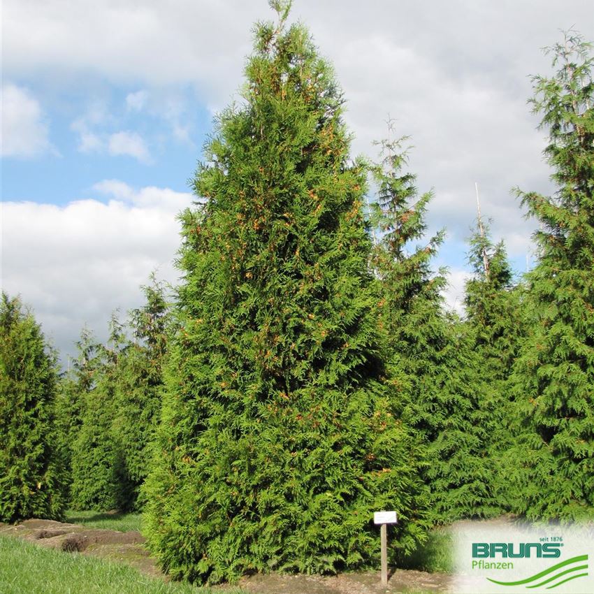 Thuja Wie Hoch