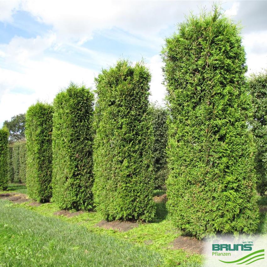 Thuja occidentalis 'Brabant' von Bruns Pflanzen