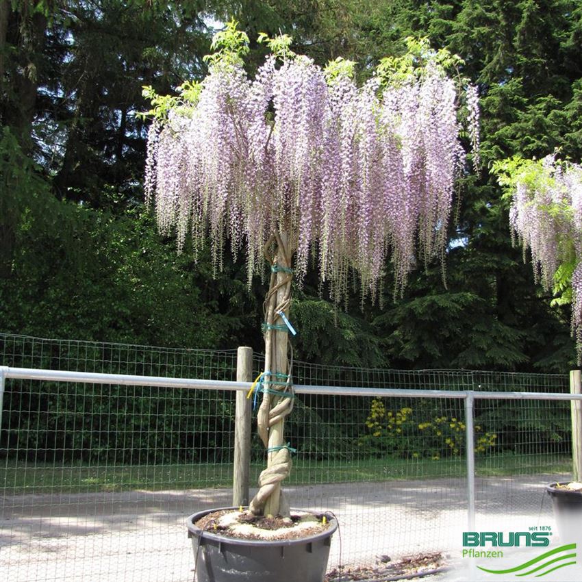 Wisteria sinensis, Chinesischer Blauregen von Bruns Pflanzen