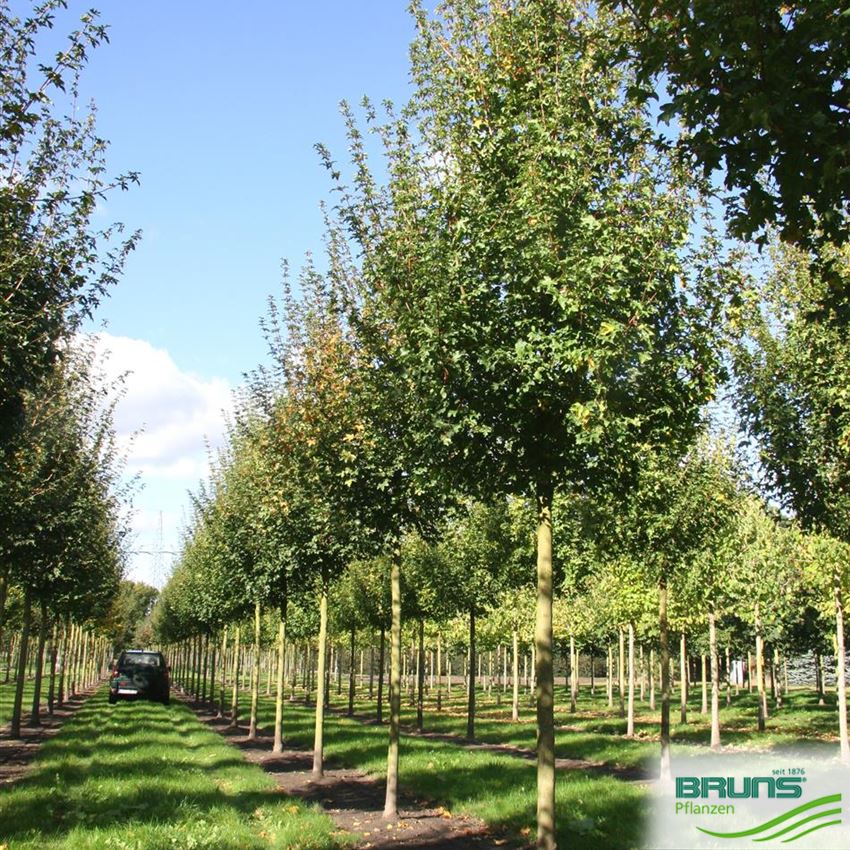 Acer Campestre Elsrijk Von Bruns Pflanzen