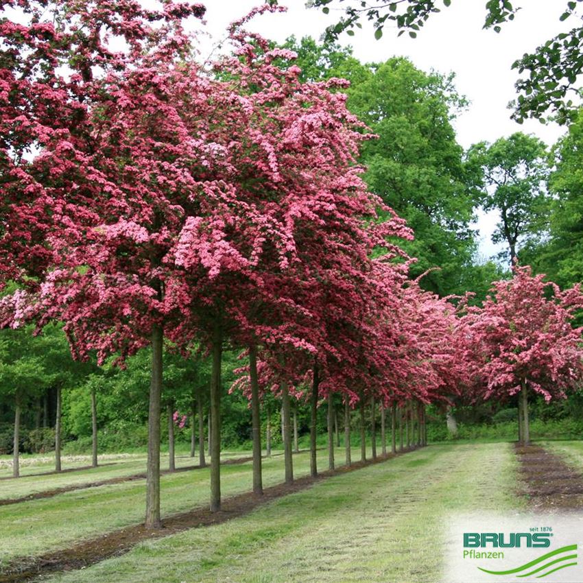 Crataegus laevigata 'Paul's Scarlet', Echter Rotdorn von Bruns Pflanzen