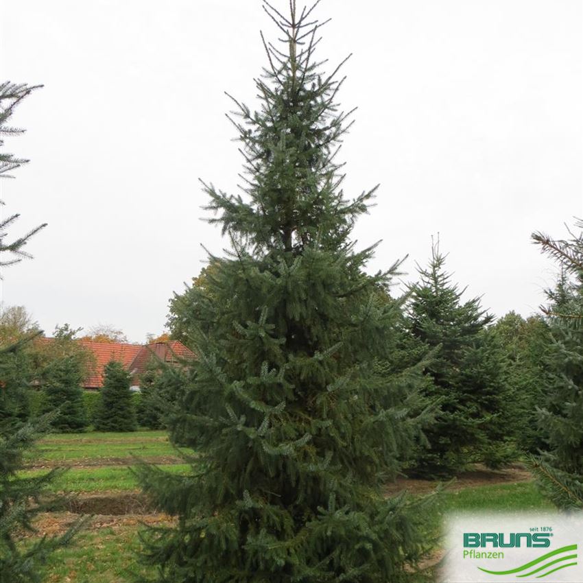 Picea Omorika Serbian Spruce Von Bruns Pflanzen