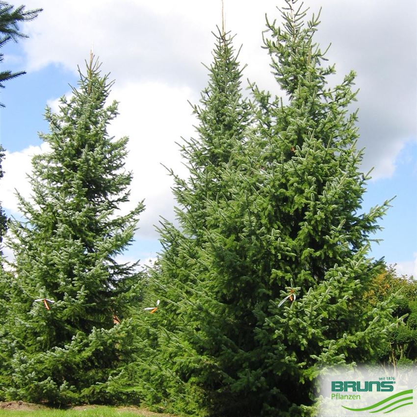 Conifer 100-125cm inc Serbian Spruce pot Picea Omorika,Christmas Tree 