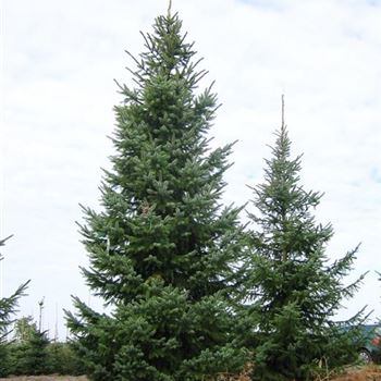 Picea omorika, Serbian spruce von Bruns Pflanzen