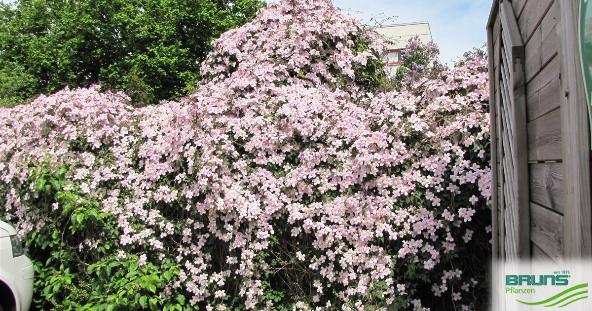 Clematis montana 'Tetrarose' von Bruns Pflanzen