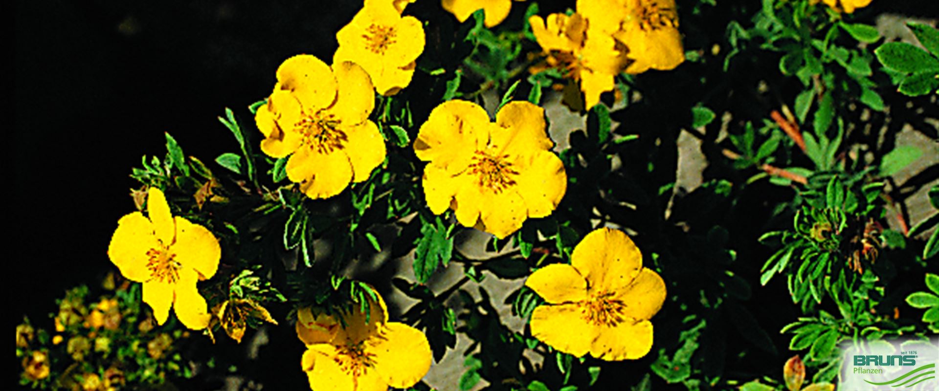 Potentilla fruticosa 'Goldteppich' von Bruns Pflanzen